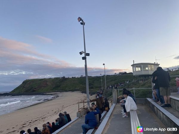 【澳洲行程懶人包】墨爾本菲利普島一日遊 草原餵袋鼠/近距離看南極企鵝回巢/免費農場/國家公園沙灘