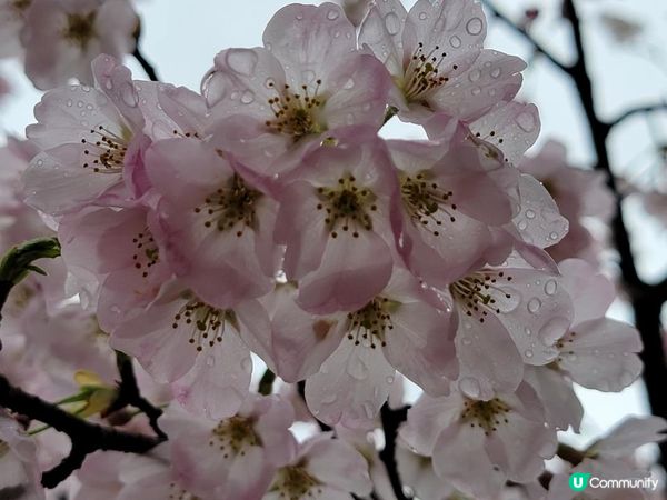 Day 6: 連續兩日遊名城但落雨