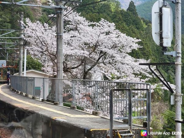 Day 14: 再遊和歌山 坐纜車上山