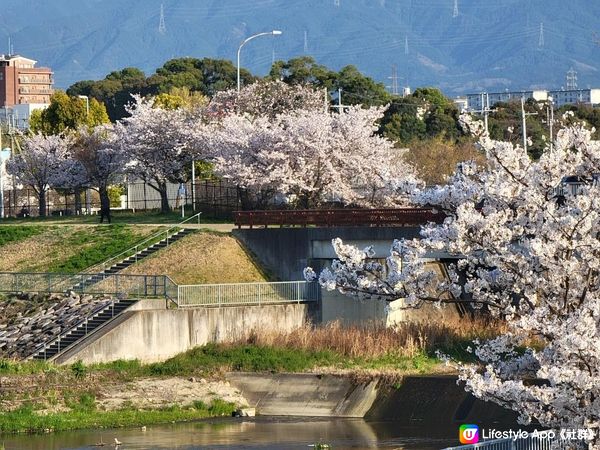 Day 14: 再遊和歌山 坐纜車上山