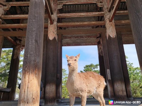 Day 17: 奈良齋睇冇餵鹿 又上另一座山