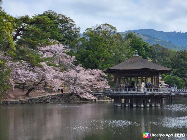 Day 17: 奈良齋睇冇餵鹿 又上另一座山