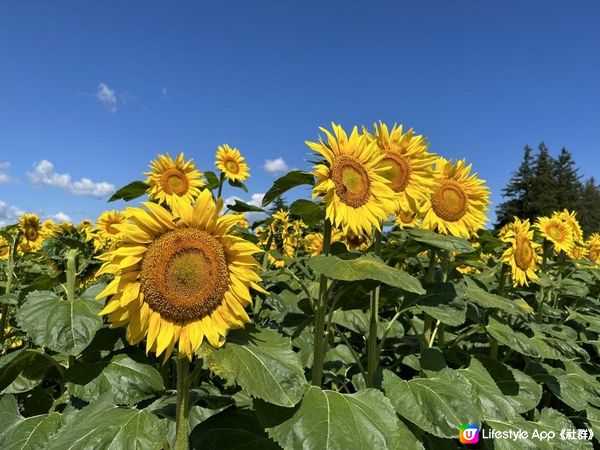 🌻多倫多夏日遊蹤：投奔金黃色向日葵花海🌻