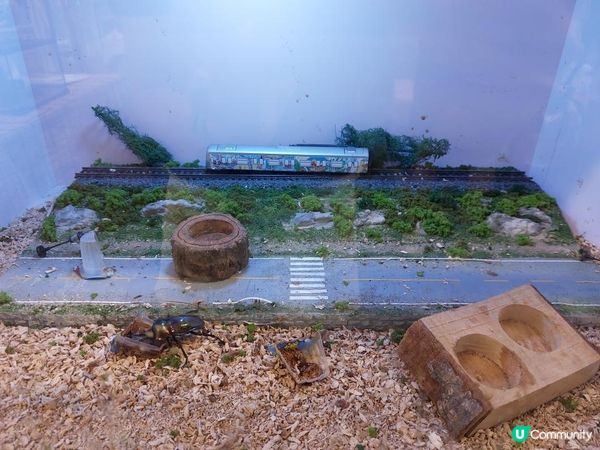 【暟。玩。樂】#55 蟲林教室【期間限定】