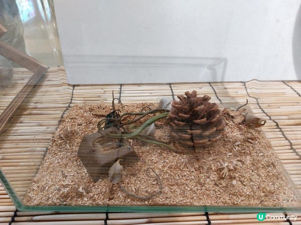 【暟。玩。樂】#55 蟲林教室【期間限定】