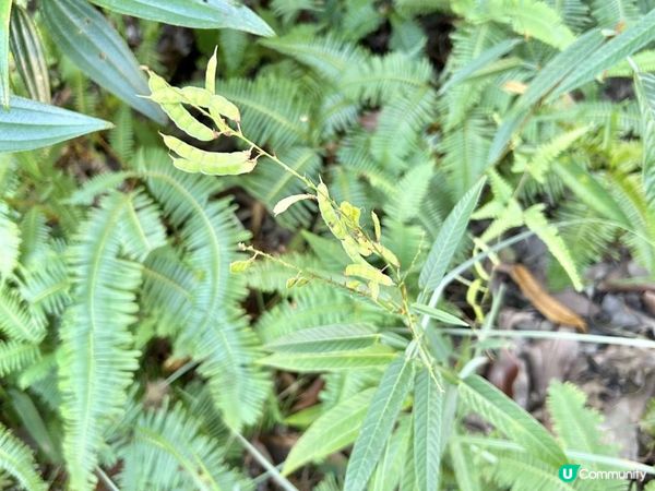 愉景灣｜眺望台美景 + 芒草打卡位 + 水塘天空之鏡｜可選擇徒步三十多分鐘或乘車五分鐘直達