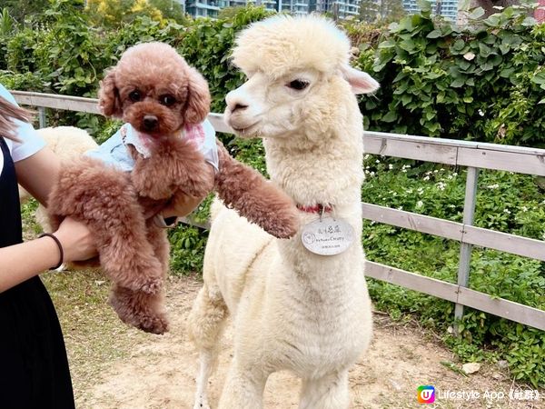 親子👨‍👩‍👧‍👦 寵物友善🐶🐾 假日好去處 有草泥馬睇？