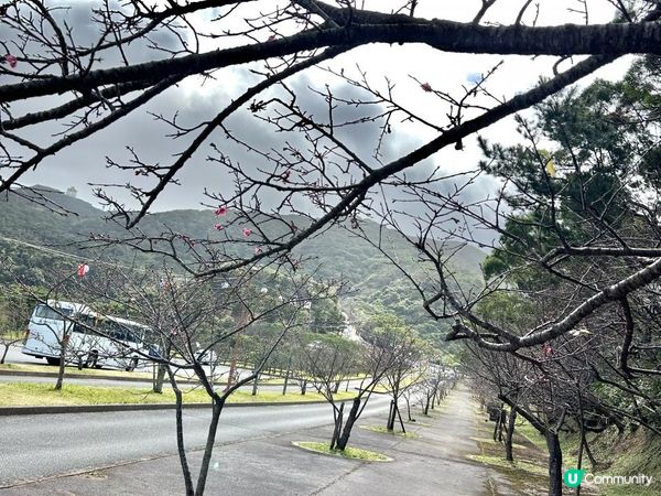 🐆豹紋魚🐟2023沖繩自駕遊｜北部景點：八重岳櫻之森公園、古宇利島（跨海大橋、海洋塔、心形石）