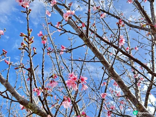 🐆豹紋魚🐟2023沖繩自駕遊｜北部景點：八重岳櫻之森公園、古宇利島（跨海大橋、海洋塔、心形石）