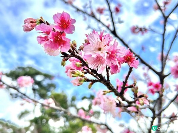 🐆豹紋魚🐟2023沖繩自駕遊｜北部景點：八重岳櫻之森公園、古宇利島（跨海大橋、海洋塔、心形石）