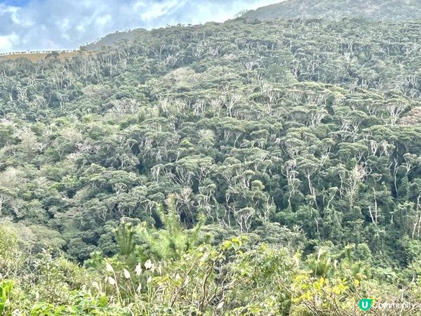 🐆豹紋魚🐟2023沖繩自駕遊｜北部景點：八重岳櫻之森公園、古宇利島（跨海大橋、海洋塔、心形石）