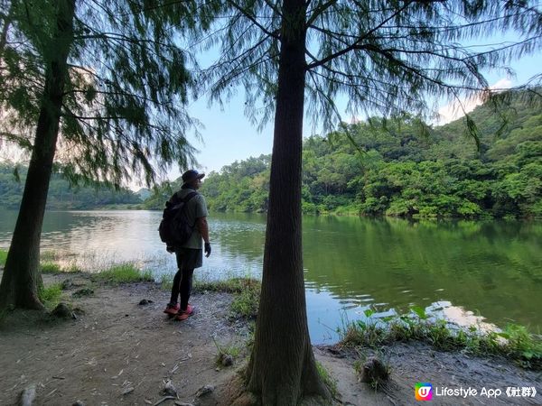 《 流水響水塘 Lau Shui Heung Reservoir 🏞 》✿ 天空之鏡 ☁️☁️ ✿ 落羽杉 🌿🌿 白千層樹林🌲🌲『香港好去處』
