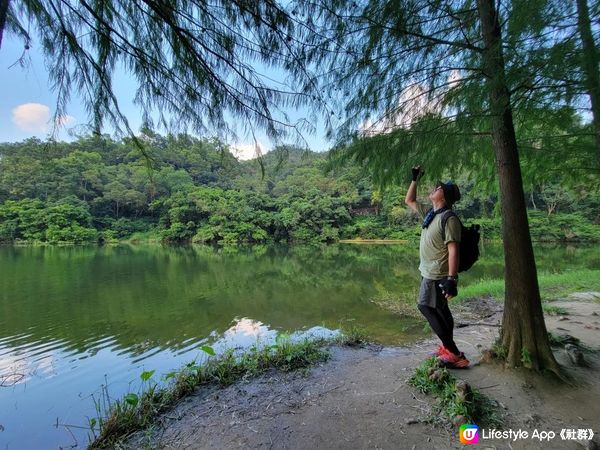 《 流水響水塘 Lau Shui Heung Reservoir 🏞 》✿ 天空之鏡 ☁️☁️ ✿ 落羽杉 🌿🌿 白千層樹林🌲🌲『香港好去處』
