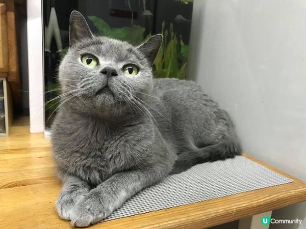 我是藍莓, 天生擁有一堂粗眉,兩個漩渦還有一張血盆大口, 是...