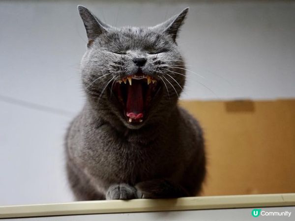 我是藍莓, 天生擁有一堂粗眉,兩個漩渦還有一張血盆大口, 是...