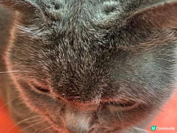 我是藍莓, 天生擁有一堂粗眉,兩個漩渦還有一張血盆大口, 是...