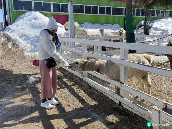 ✿漫遊北海道の美瑛✿