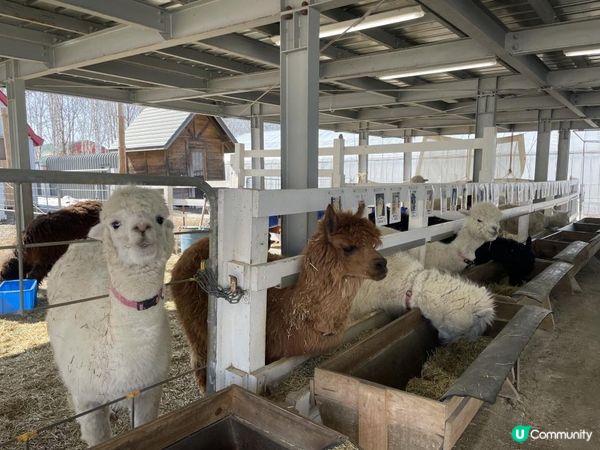 ✿漫遊北海道の美瑛✿
