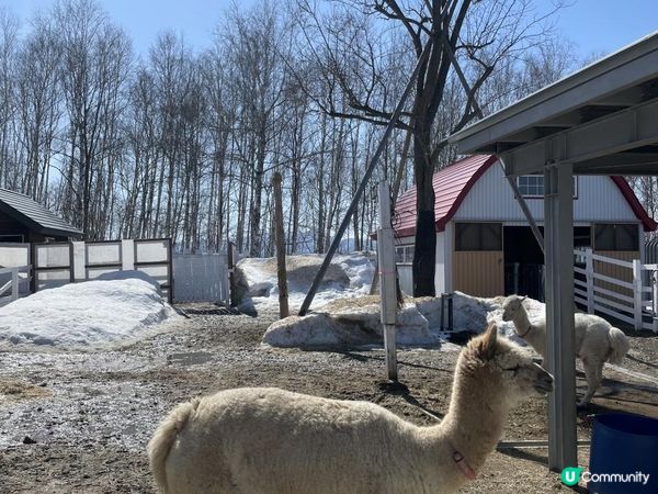 ✿漫遊北海道の美瑛✿