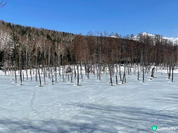 ✿漫遊北海道の美瑛✿