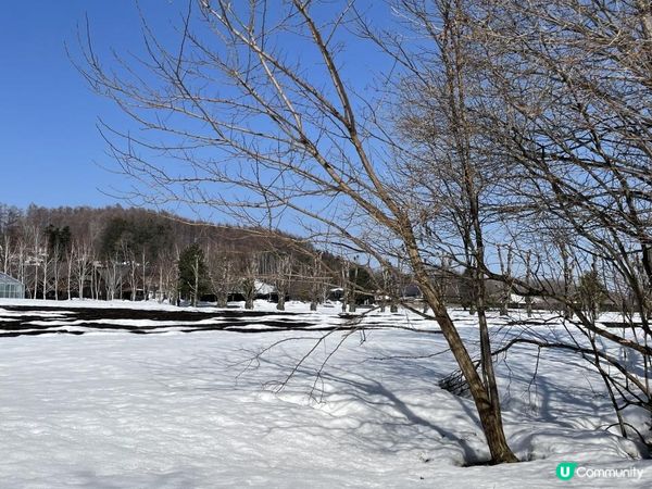 ✿漫遊北海道の美瑛✿