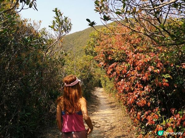 [跟我走。官方四大徑]7 - 衛奕信徑第1至2段