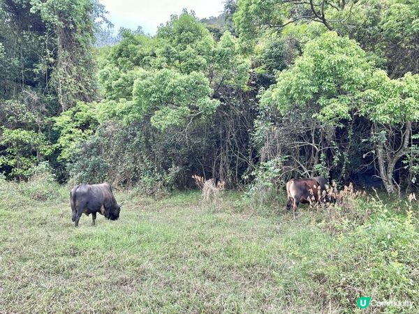 3小時世外桃源之旅｜鹿頸 > 鳳坑 > 谷埔 > 烏蛟騰