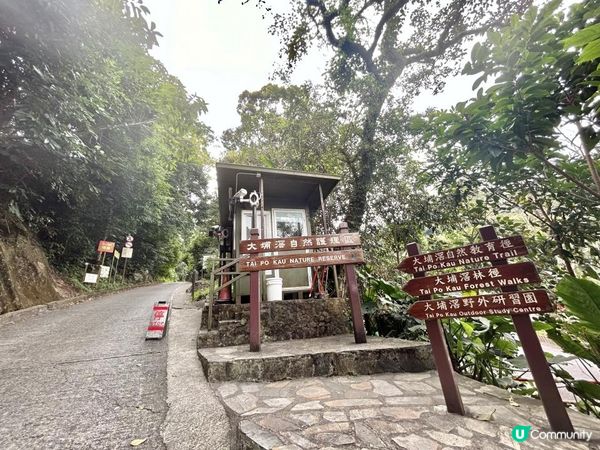 大埔滘林徑(黃路)｜4小時森林浴｜尋訪4大打卡位：治癒系溪流💦珊瑚魚巨石🐠越百米竹林步道🎋熱帶雨林🌳