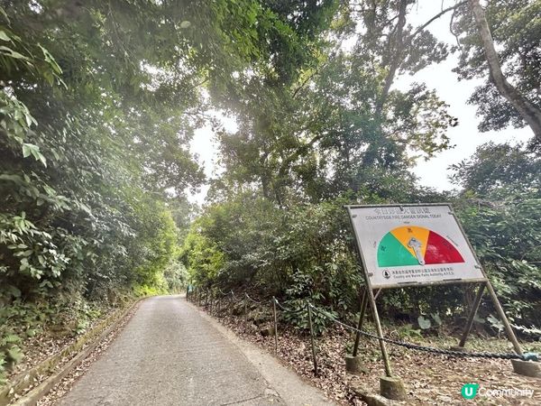 大埔滘林徑(黃路)｜4小時森林浴｜尋訪4大打卡位：治癒系溪流💦珊瑚魚巨石🐠越百米竹林步道🎋熱帶雨林🌳