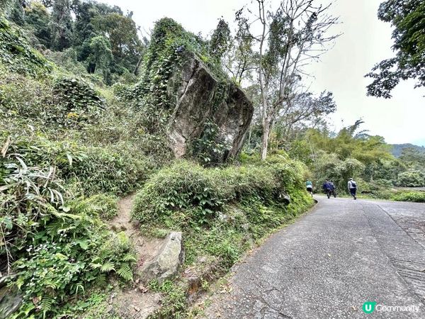 大埔滘林徑(黃路)｜4小時森林浴｜尋訪4大打卡位：治癒系溪流💦珊瑚魚巨石🐠越百米竹林步道🎋熱帶雨林🌳