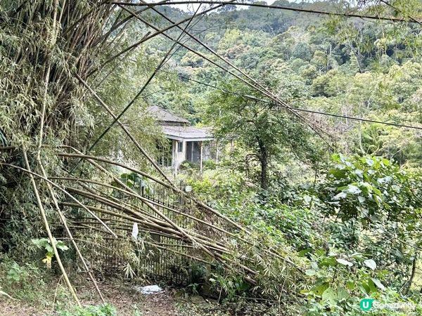 大埔滘林徑(黃路)｜4小時森林浴｜尋訪4大打卡位：治癒系溪流💦珊瑚魚巨石🐠越百米竹林步道🎋熱帶雨林🌳