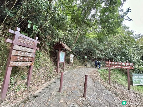 大埔滘林徑(黃路)｜4小時森林浴｜尋訪4大打卡位：治癒系溪流💦珊瑚魚巨石🐠越百米竹林步道🎋熱帶雨林🌳