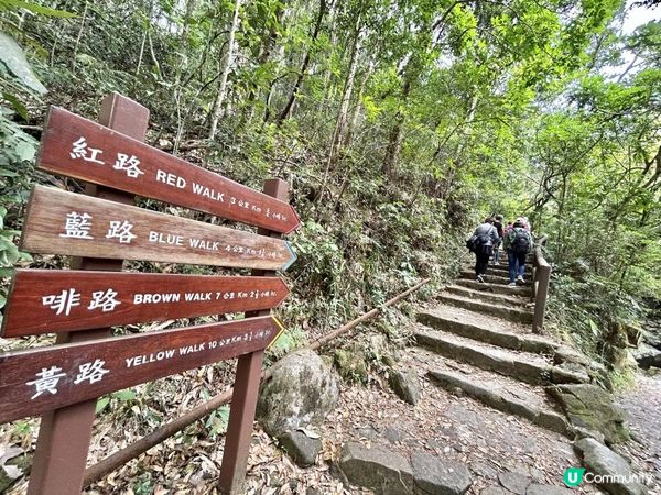 大埔滘林徑(黃路)｜4小時森林浴｜尋訪4大打卡位：治癒系溪流💦珊瑚魚巨石🐠越百米竹林步道🎋熱帶雨林🌳