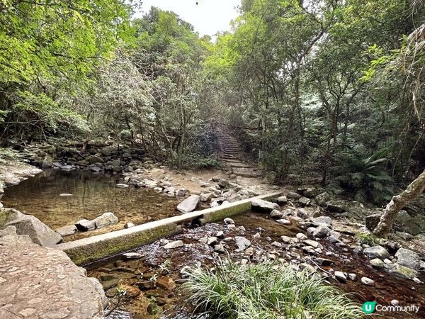 大埔滘林徑(黃路)｜4小時森林浴｜尋訪4大打卡位：治癒系溪流💦珊瑚魚巨石🐠越百米竹林步道🎋熱帶雨林🌳