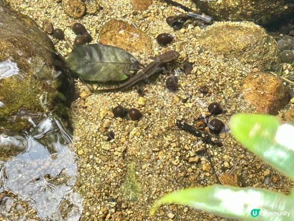 大埔滘林徑(黃路)｜4小時森林浴｜尋訪4大打卡位：治癒系溪流💦珊瑚魚巨石🐠越百米竹林步道🎋熱帶雨林🌳