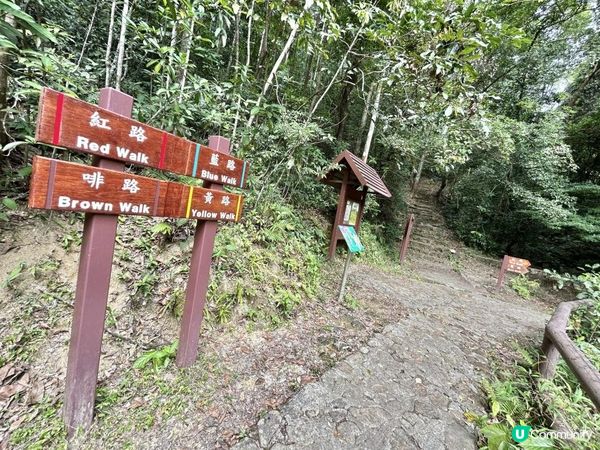 大埔滘林徑(黃路)｜4小時森林浴｜尋訪4大打卡位：治癒系溪流💦珊瑚魚巨石🐠越百米竹林步道🎋熱帶雨林🌳