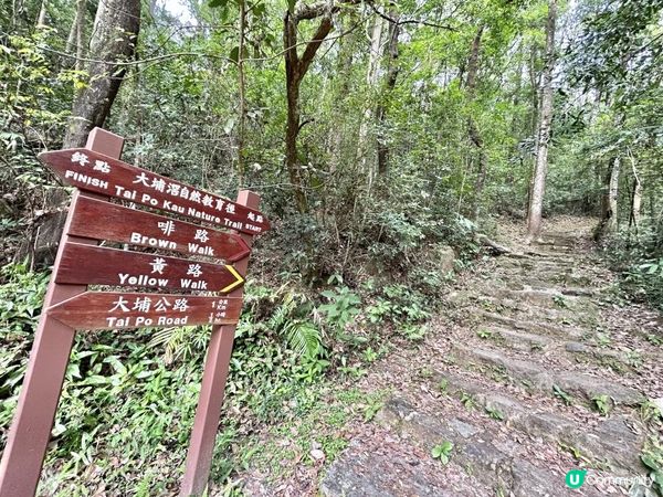 大埔滘林徑(黃路)｜4小時森林浴｜尋訪4大打卡位：治癒系溪流💦珊瑚魚巨石🐠越百米竹林步道🎋熱帶雨林🌳