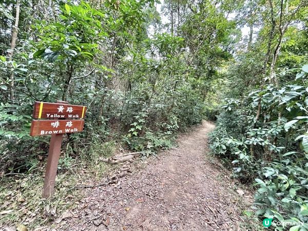 大埔滘林徑(黃路)｜4小時森林浴｜尋訪4大打卡位：治癒系溪流💦珊瑚魚巨石🐠越百米竹林步道🎋熱帶雨林🌳