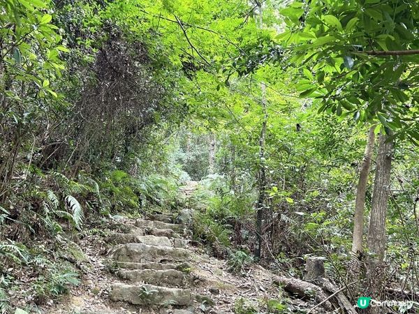 大埔滘林徑(黃路)｜4小時森林浴｜尋訪4大打卡位：治癒系溪流💦珊瑚魚巨石🐠越百米竹林步道🎋熱帶雨林🌳