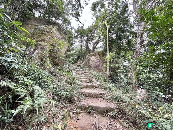 大埔滘林徑(黃路)｜4小時森林浴｜尋訪4大打卡位：治癒系溪流💦珊瑚魚巨石🐠越百米竹林步道🎋熱帶雨林🌳