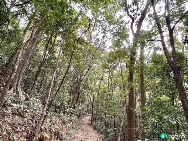 大埔滘林徑(黃路)｜4小時森林浴｜尋訪4大打卡位：治癒系溪流💦珊瑚魚巨石🐠越百米竹林步道🎋熱帶雨林🌳