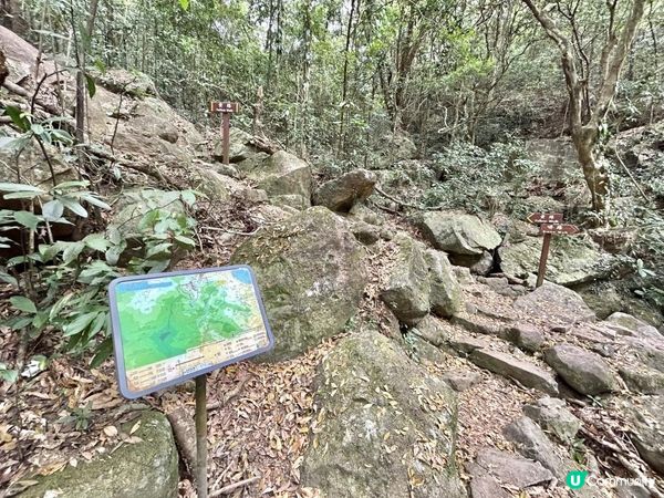 大埔滘林徑(黃路)｜4小時森林浴｜尋訪4大打卡位：治癒系溪流💦珊瑚魚巨石🐠越百米竹林步道🎋熱帶雨林🌳