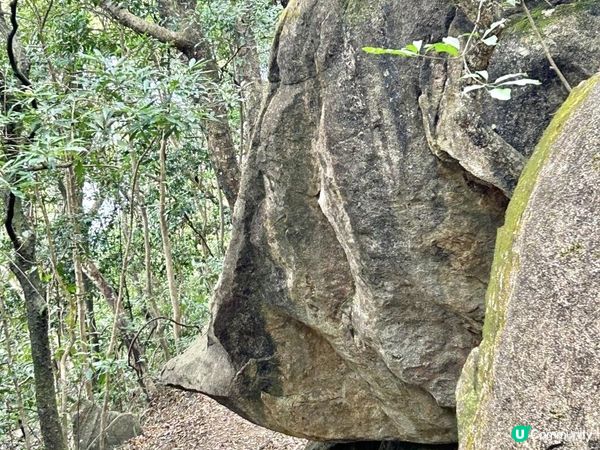 大埔滘林徑(黃路)｜4小時森林浴｜尋訪4大打卡位：治癒系溪流💦珊瑚魚巨石🐠越百米竹林步道🎋熱帶雨林🌳