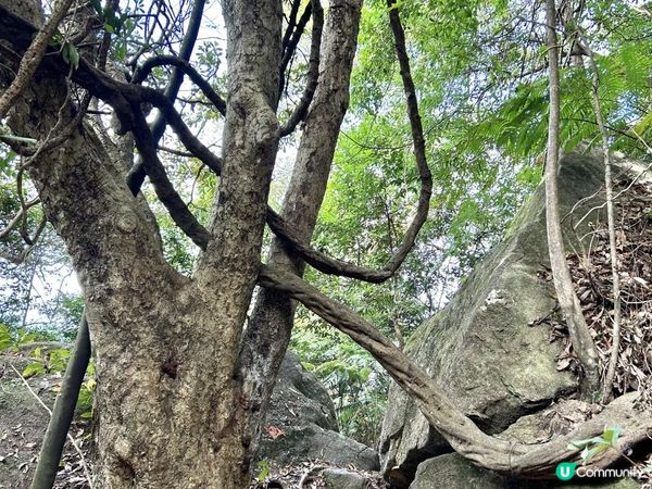 大埔滘林徑(黃路)｜4小時森林浴｜尋訪4大打卡位：治癒系溪流💦珊瑚魚巨石🐠越百米竹林步道🎋熱帶雨林🌳