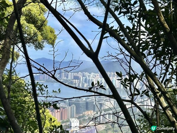 大埔滘林徑(黃路)｜4小時森林浴｜尋訪4大打卡位：治癒系溪流💦珊瑚魚巨石🐠越百米竹林步道🎋熱帶雨林🌳