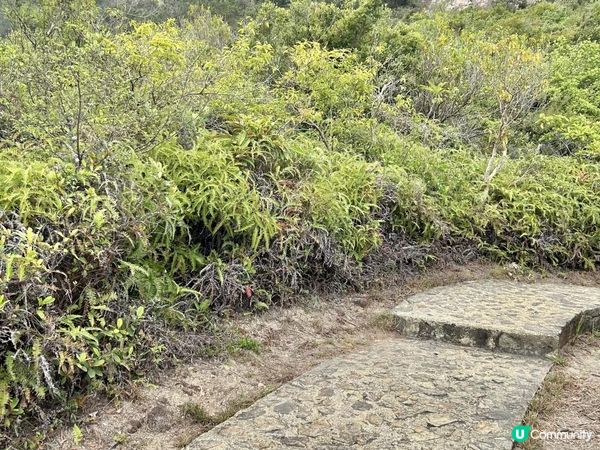 昂坪360救援徑「木棧步道」｜3.5小時靚景遠足｜日韓風打卡熱點