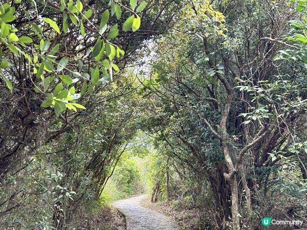 昂坪360救援徑「木棧步道」｜3.5小時靚景遠足｜日韓風打卡熱點