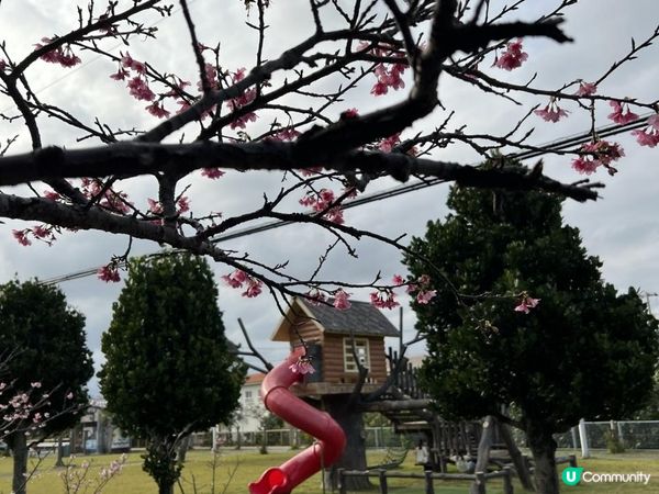 #沖繩隱藏神秘樹屋公園