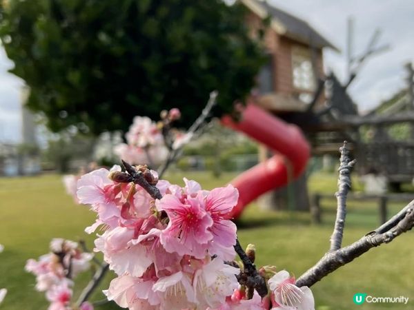 #沖繩隱藏神秘樹屋公園