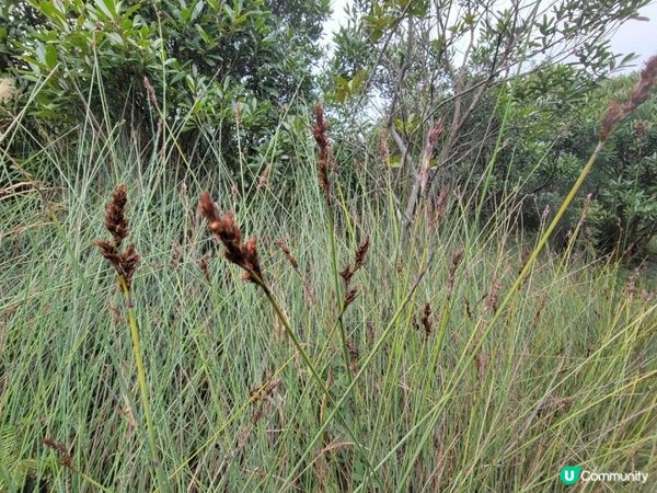 《九逕山 Kau Keng Shan ⛰️》 觀賞屯門南海灣 🏝 虎峽谷徑 🏞 九逕山直升機亭 🚁 石級天梯 🪨 『不平凡的路線✨️🧭』(交通和路線圖詳情，可按影片內容收看 👇)路